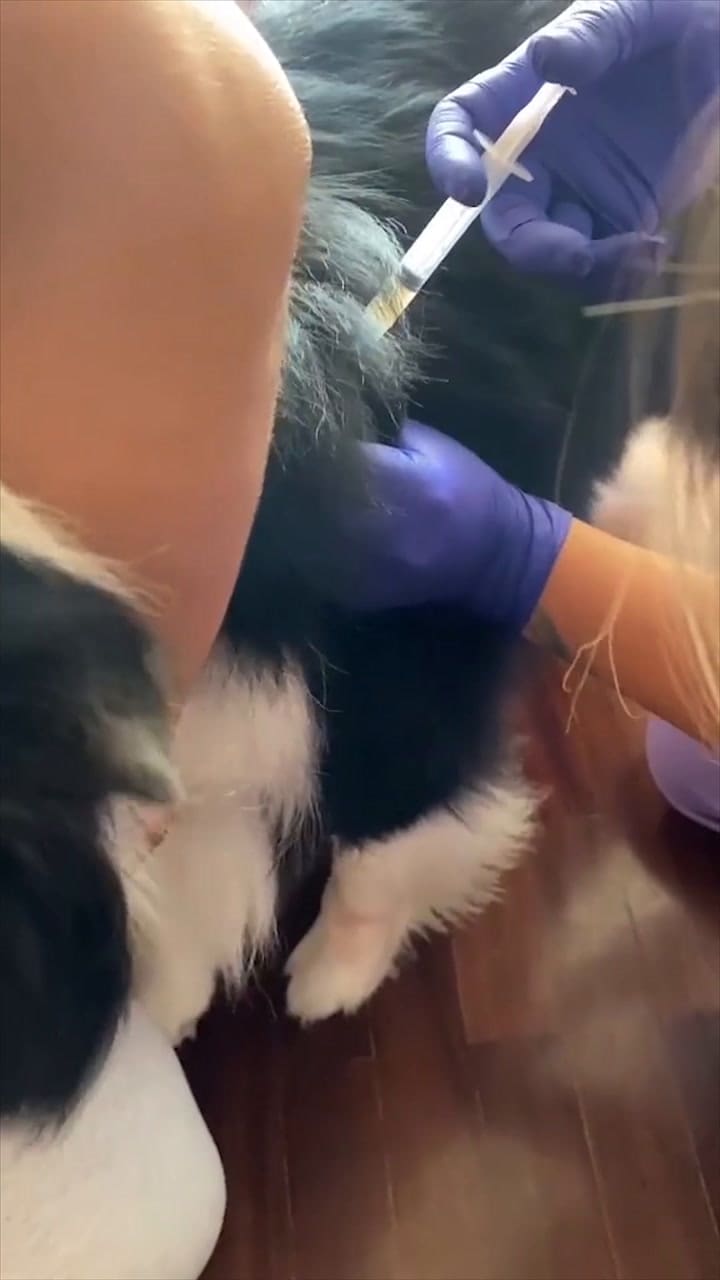 Cuidados para un perro después de ser aplicadas sus vacunas