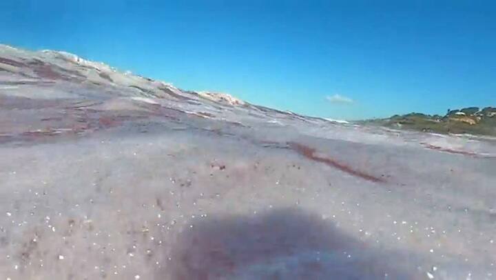 La laguna de los Peñasquitos se tiñe de rosa en nombre de la ciencia