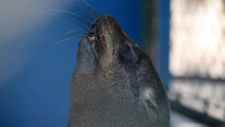 Lobos marinos rescatados en el Partido de la Costa