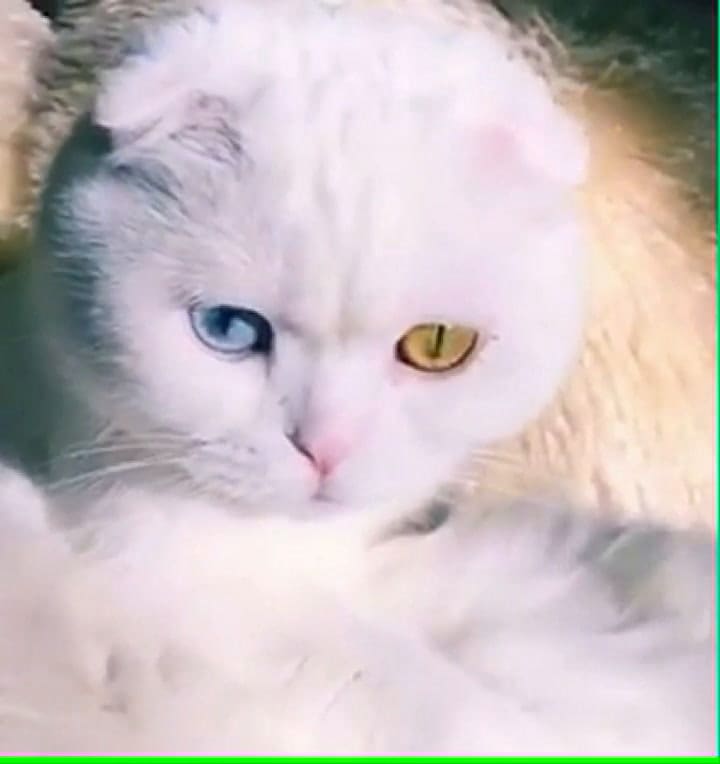 Gato con ojos de colores diferentes