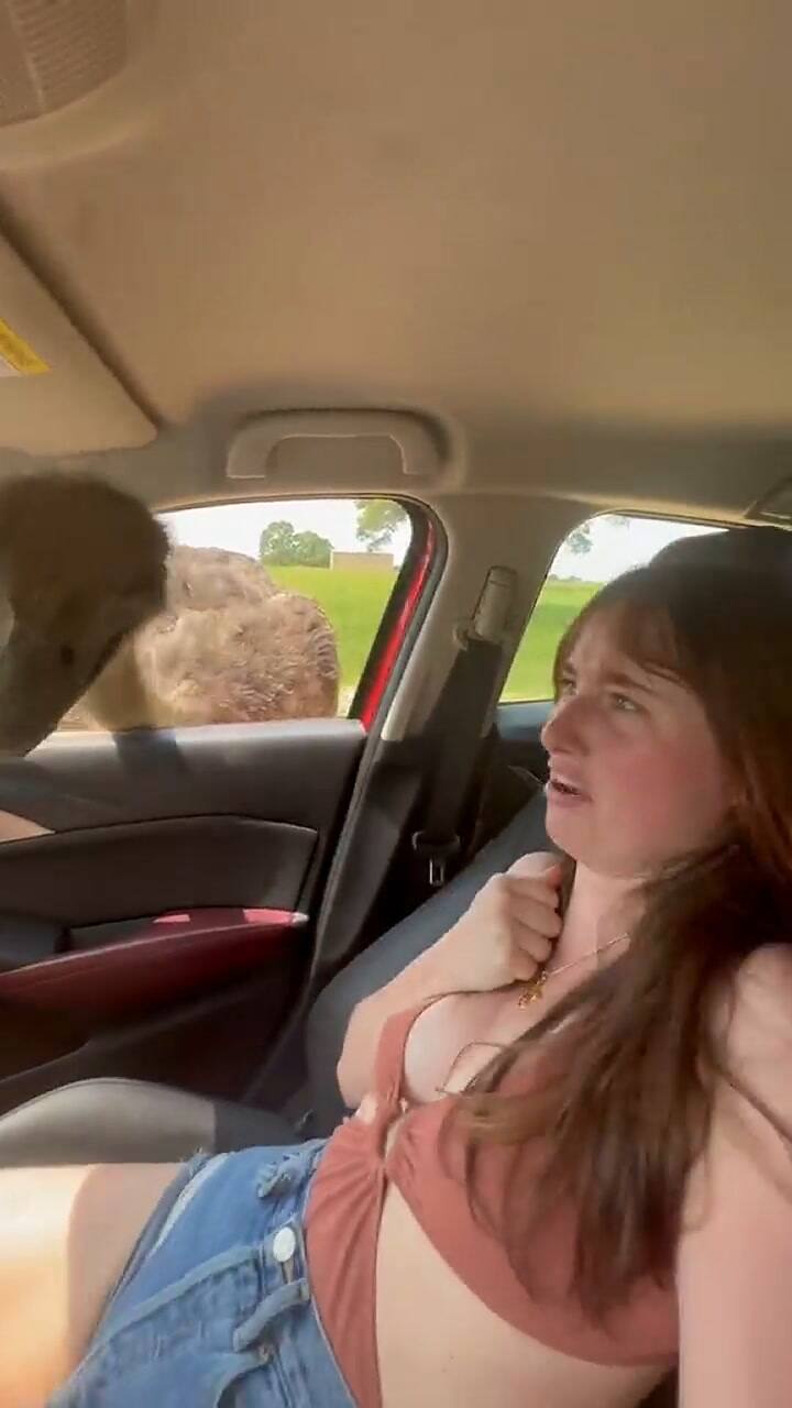 La graciosa reacción de una joven que se topó con un avestruz