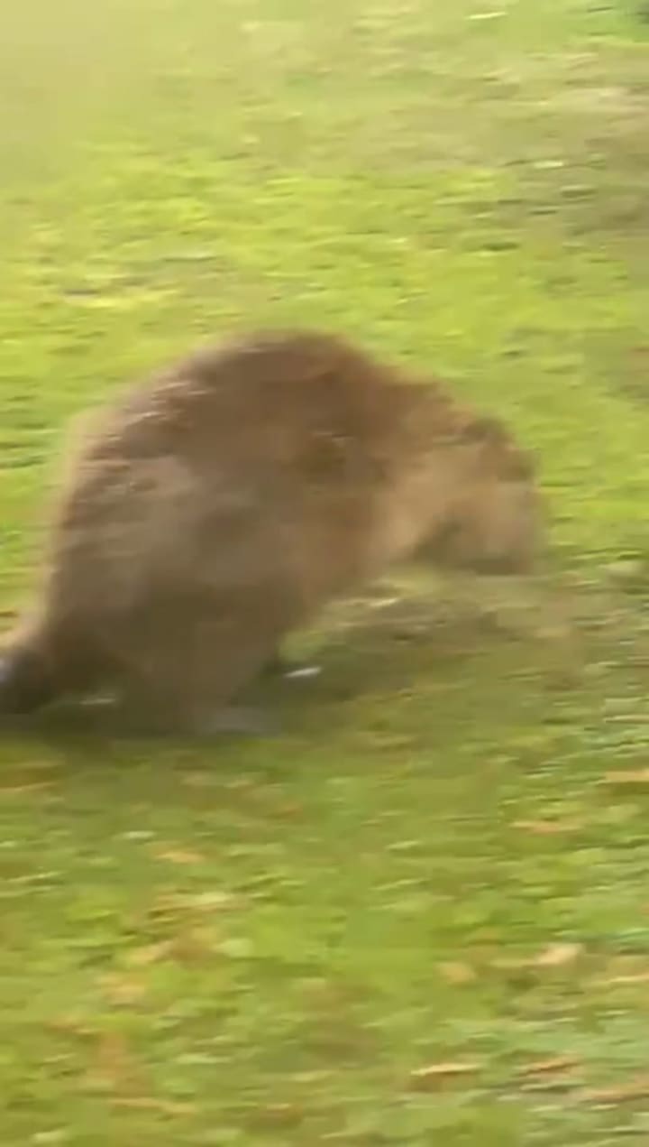 Carpincho gravemente herido en Nordelta