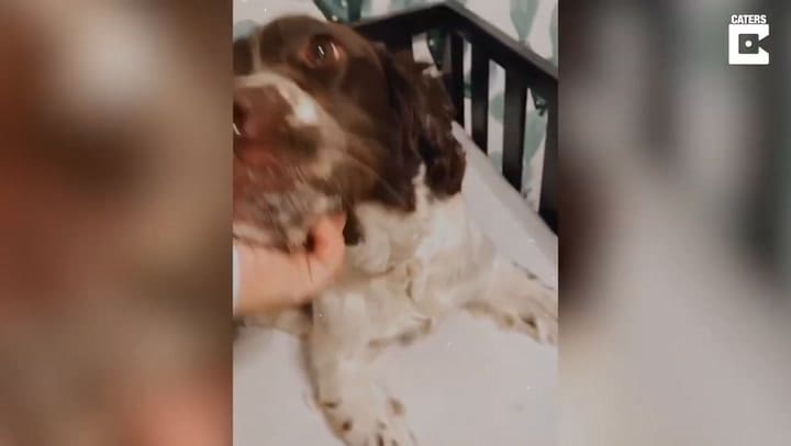 La tierna reacción de un perro al escuchar al bebé de la familia llorando