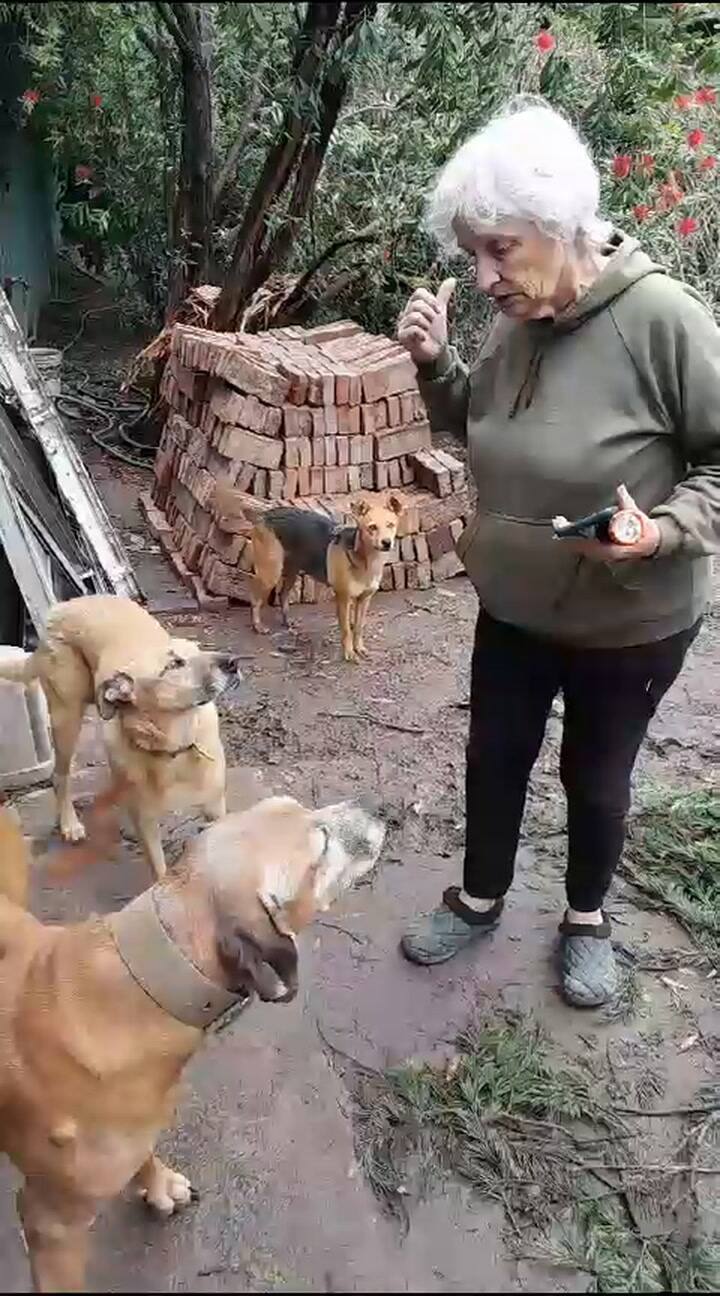 Perros II