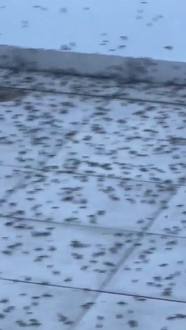 Ssstwitter.com 1730827408108 (1)