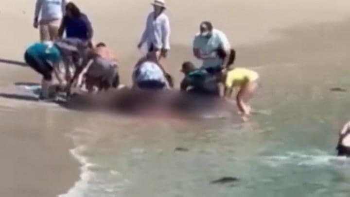 Un hombre fue atacado por un tiburón en California y lo salvaron unos desconocidos