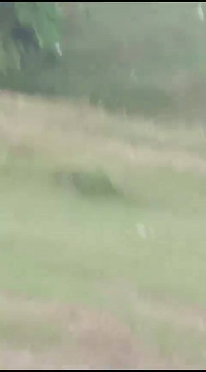 Estaban en un picnic y fueron atacados por un leopardo: el video de los momentos de terror