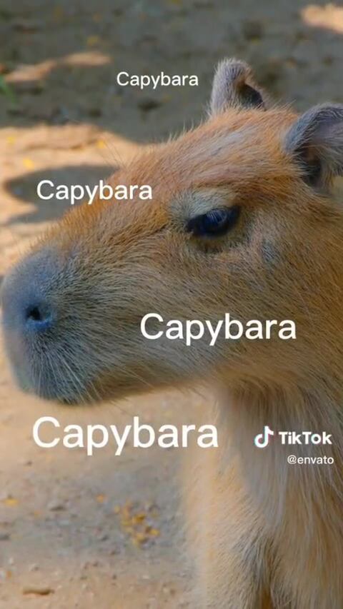 🚨 ¡Modo Capibara en WhatsApp YA! Así lo activas en febrero 2026