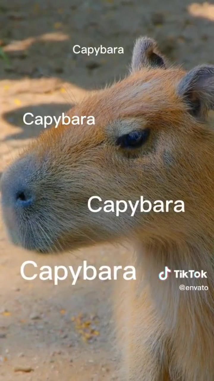 Canción del capibara