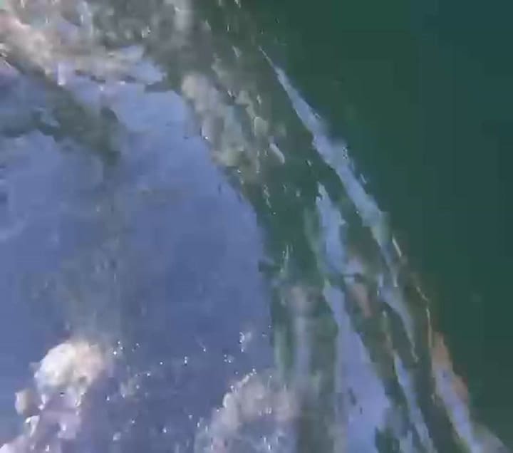 Questo Video L’ho Fatto Partire Pochi Istanti Dopo L’ultimo Morso, Volevo Dirvi Addio, Non Avrei Mai Pensato Di Sopravvivere A Quel Mostro. Ho Perso Tanto Sangue E La Gamba, Non So Se Me La Taglieranno Tutta O Se