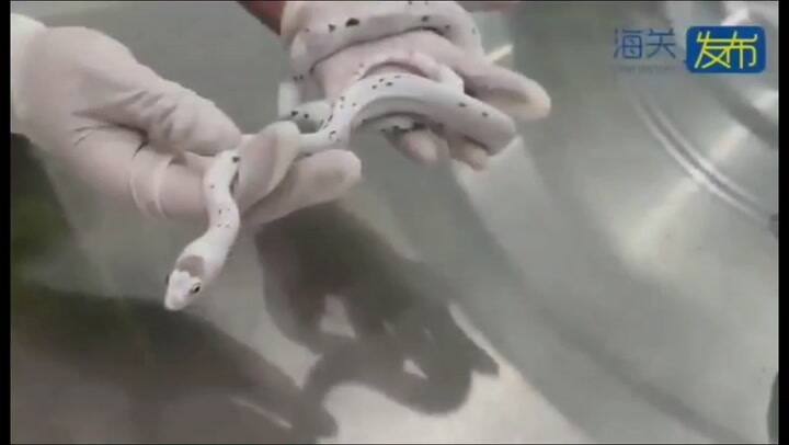 Una mujer ocultó serpientes en su ropa íntima para intentar cruzar la aduana