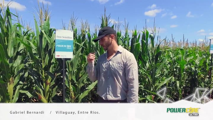 una proteína insecticida que aporta un control extra de plagas