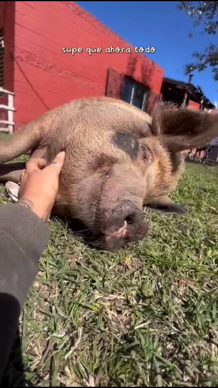 Pochi, la cerda minipig que le cambió la vida a Julieta