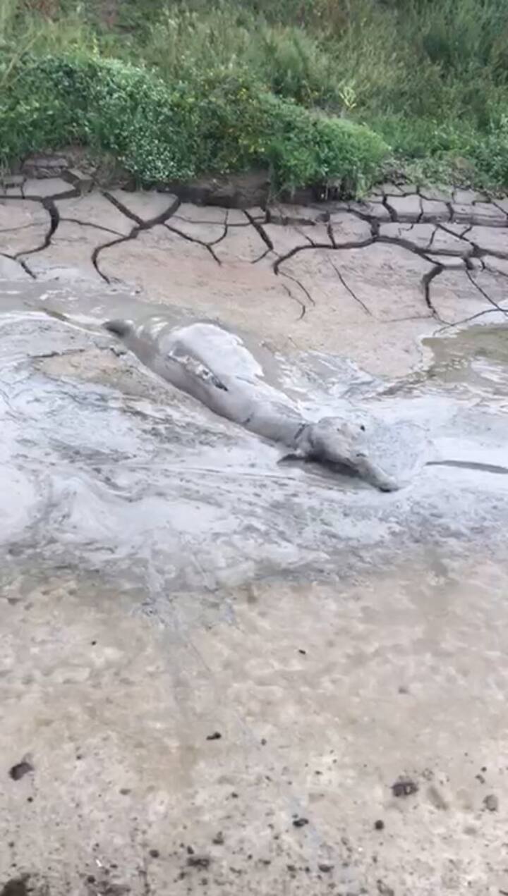 Con los campos bajo agua, los productores trasladan la hacienda a las pocas zonas firmes que quedan para intentar salvarla