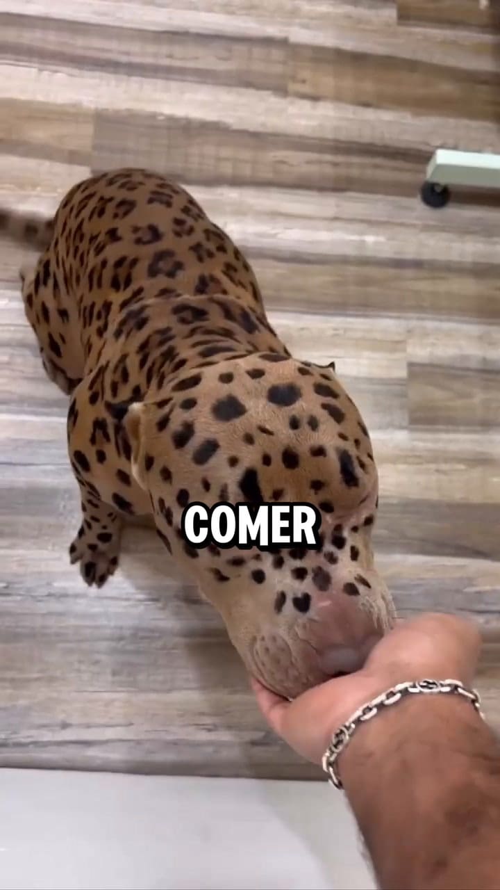 Cómo limpiar la orina de los animales sin arruinar el suelo y sin que quede mal olor