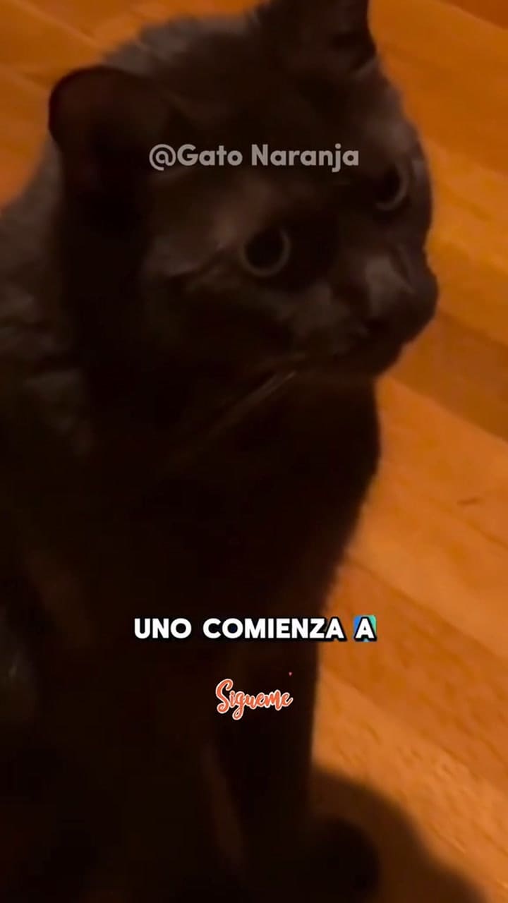 4 señales que brindan los gatos antes de morir