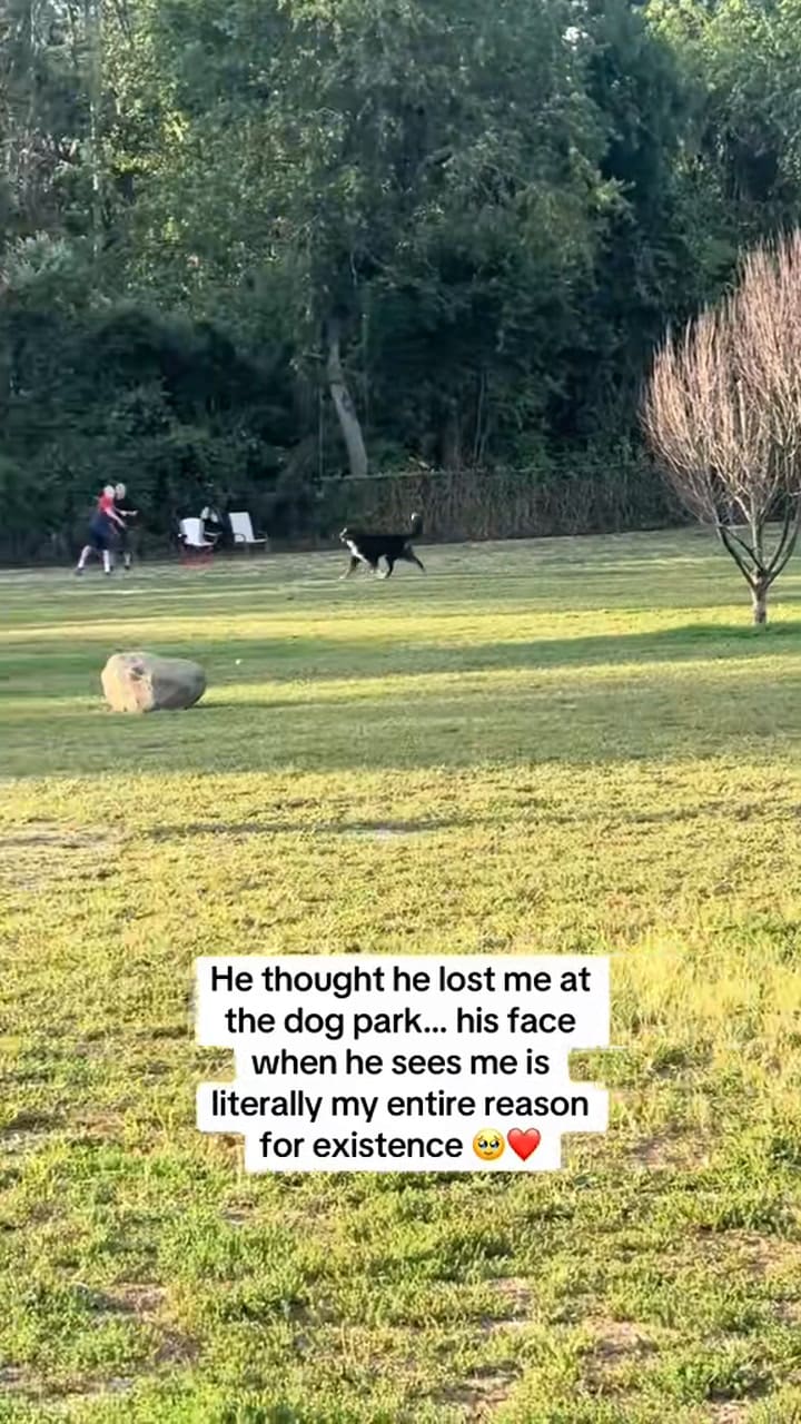 La tierna escena de un perro reencontrándose con su dueña en un parque