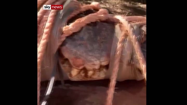 Capturan a un enorme cocodrilo de 350 kilos - Fuente: Sky News