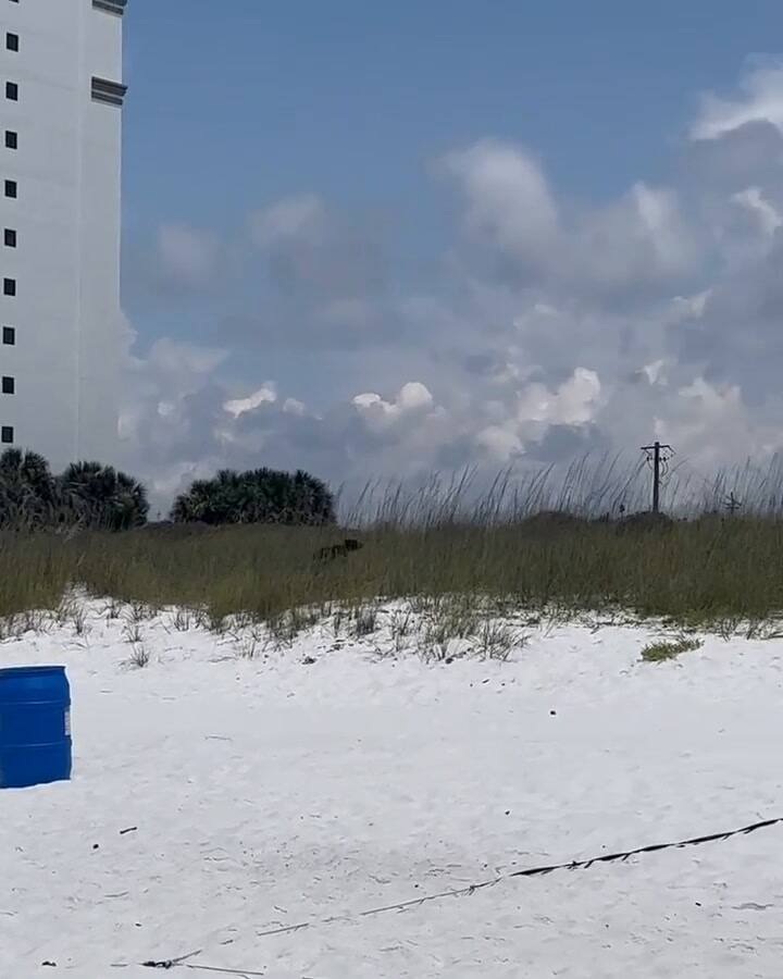 Una usuaria registró la presencia del oso en Destin, Florida