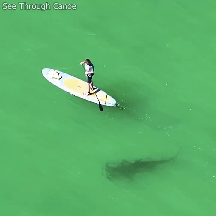 El momento en el que un tiburón martillo se acerca a dos surfistas