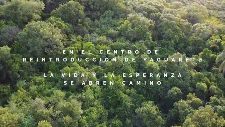 Nacieron dos cachorros de yaguareté en El Iberá
