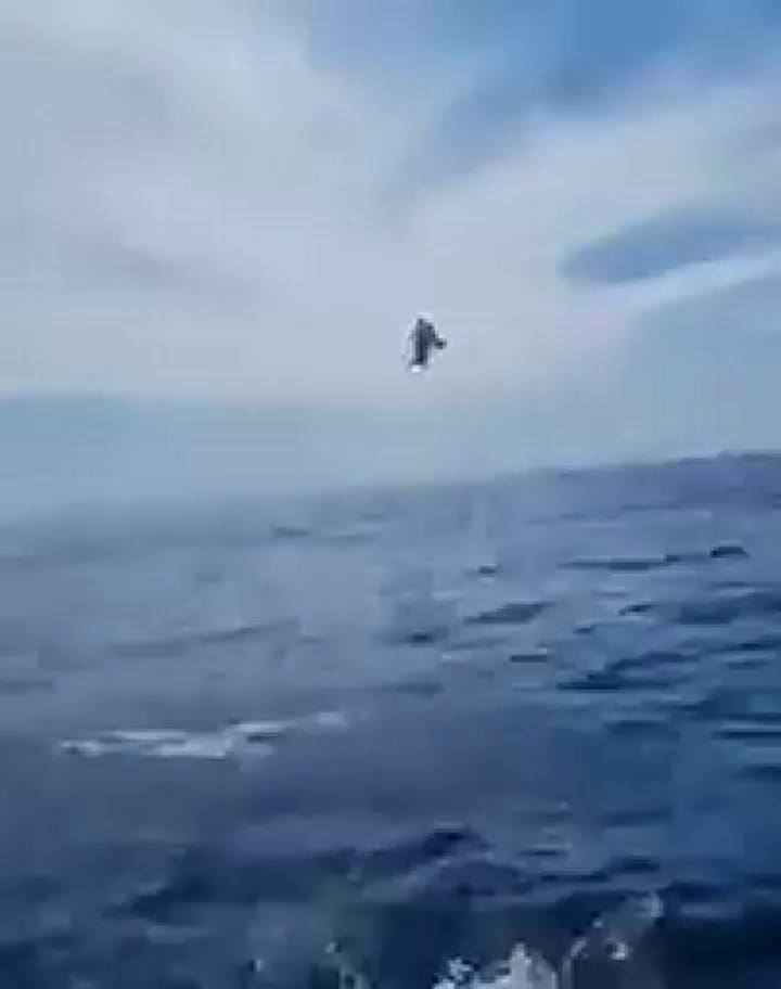 Un grupo de espectadores logró captar el impresionante salto de un delfín