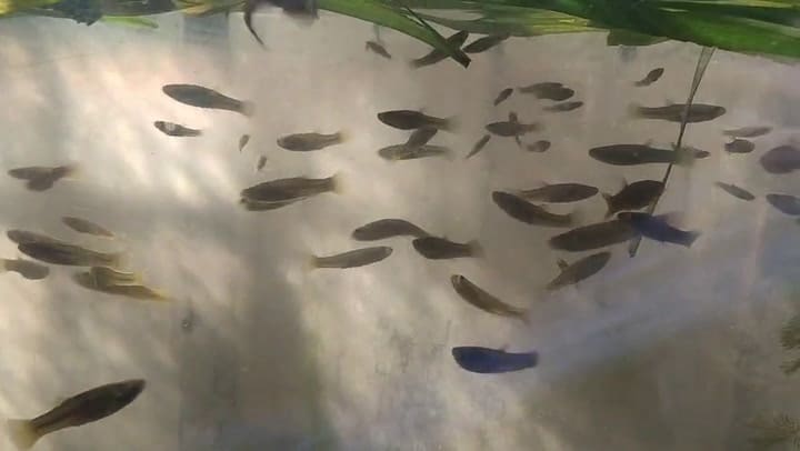 Las madrecitas del agua que se usan para eliminar las crías del mosquito del dengue