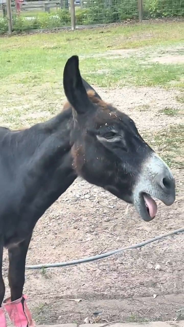 Monte, el burro cantor que se convirtió en la nueva estrella de Tik Tok