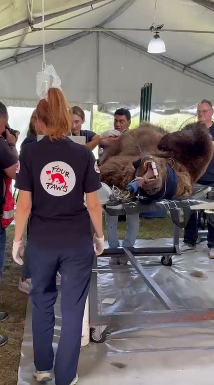 El equipo de Four Paws realiza estudios al oso Gordo