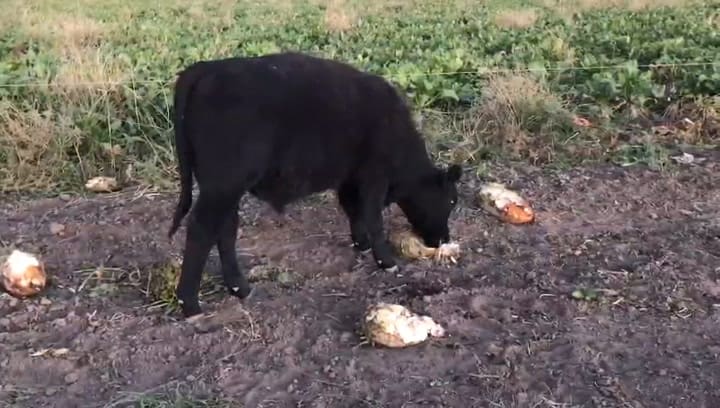 La remolacha forrajera se siembra entre agosto y octubre
