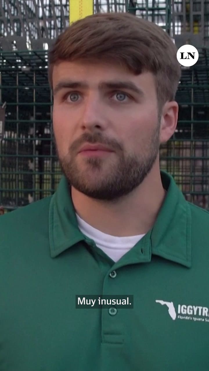 Las iguanas se congelaron por las bajas temperaturas en Florida