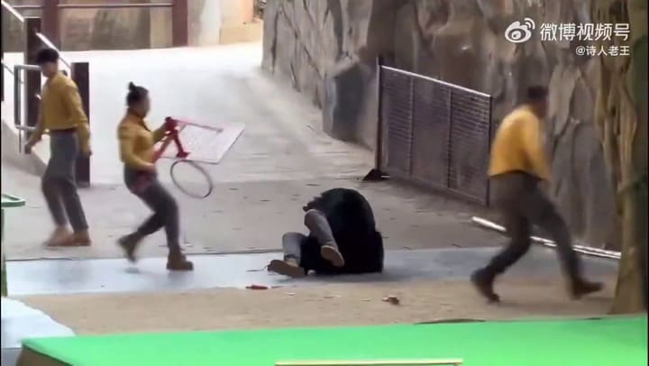 China: un oso negro se abalanzó contra su cuidador por una bolsa de comida y lo atacó frente a cientos de personas
