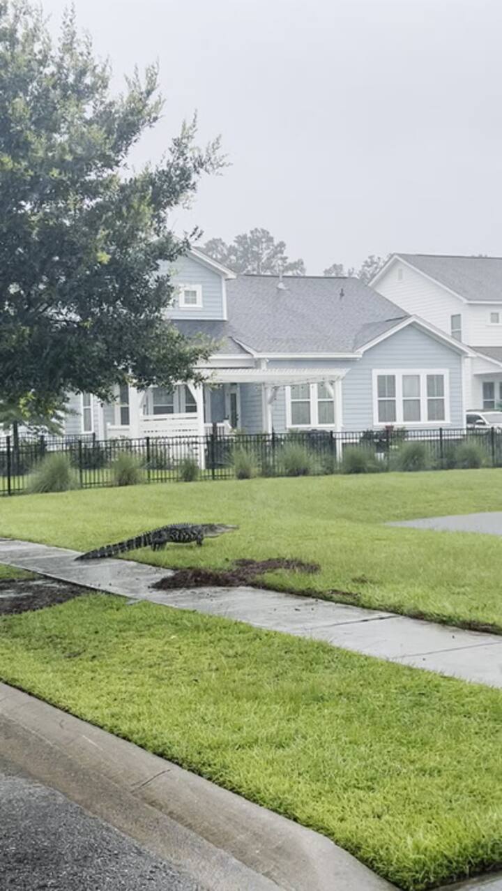 Neighborhood Gator Out For A Morning Pond Swap ⛈️