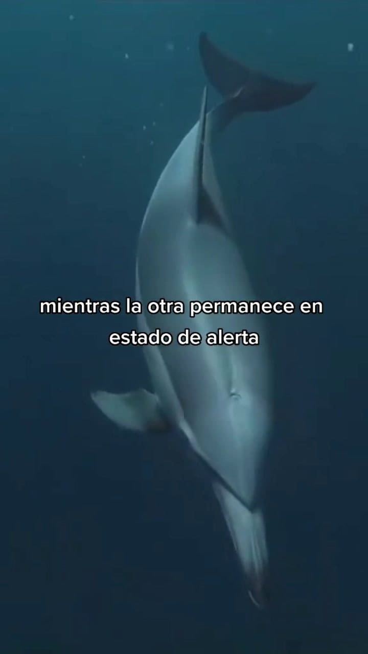 Así logran dormir los delfines en el agua