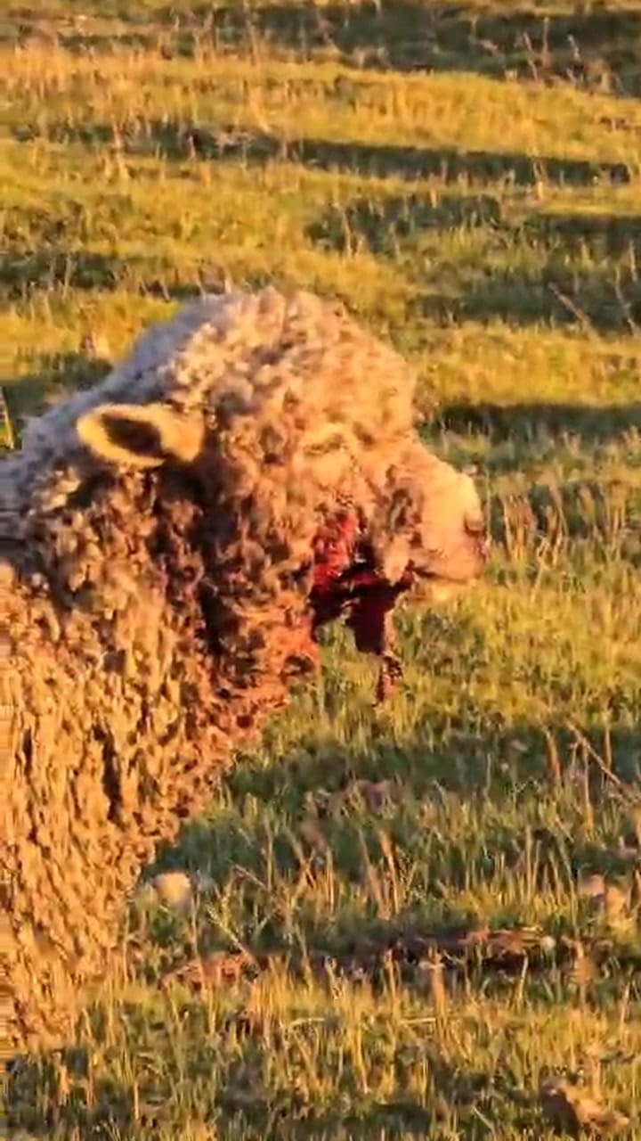 Ataque masivo de perros salvajes en Río Grande