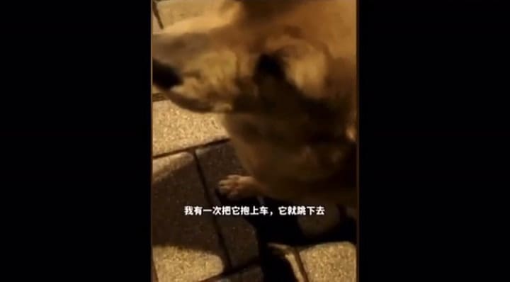 Encuentra un perro lo alimenta y el animal llora mientras come (Fuente: LadBible)