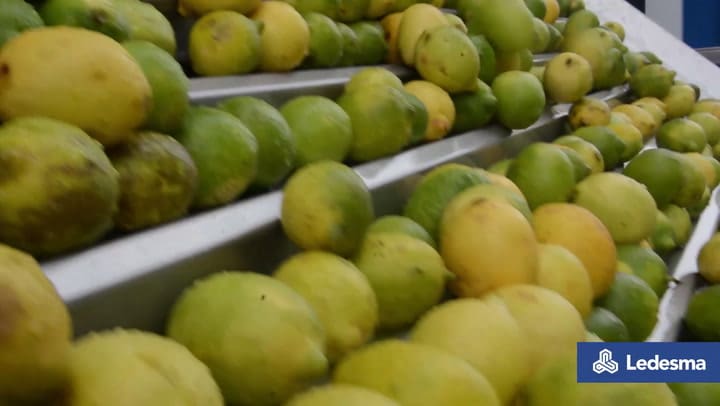 Extracción de aceite esencial de cítricos en la planta de Ledesma - Fuente: Renzo Caorlin / Ledesma