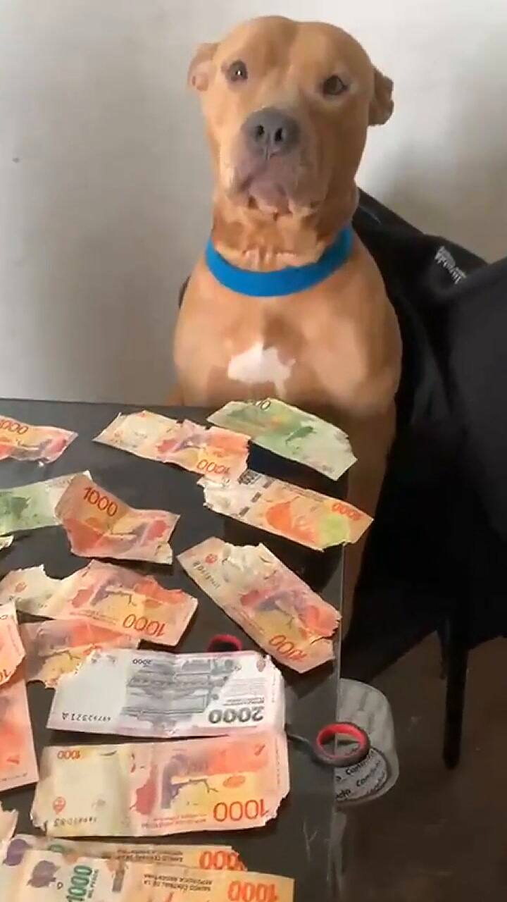 Un perro destrozó los billetes de su dueño y se hizo viral en TikTok