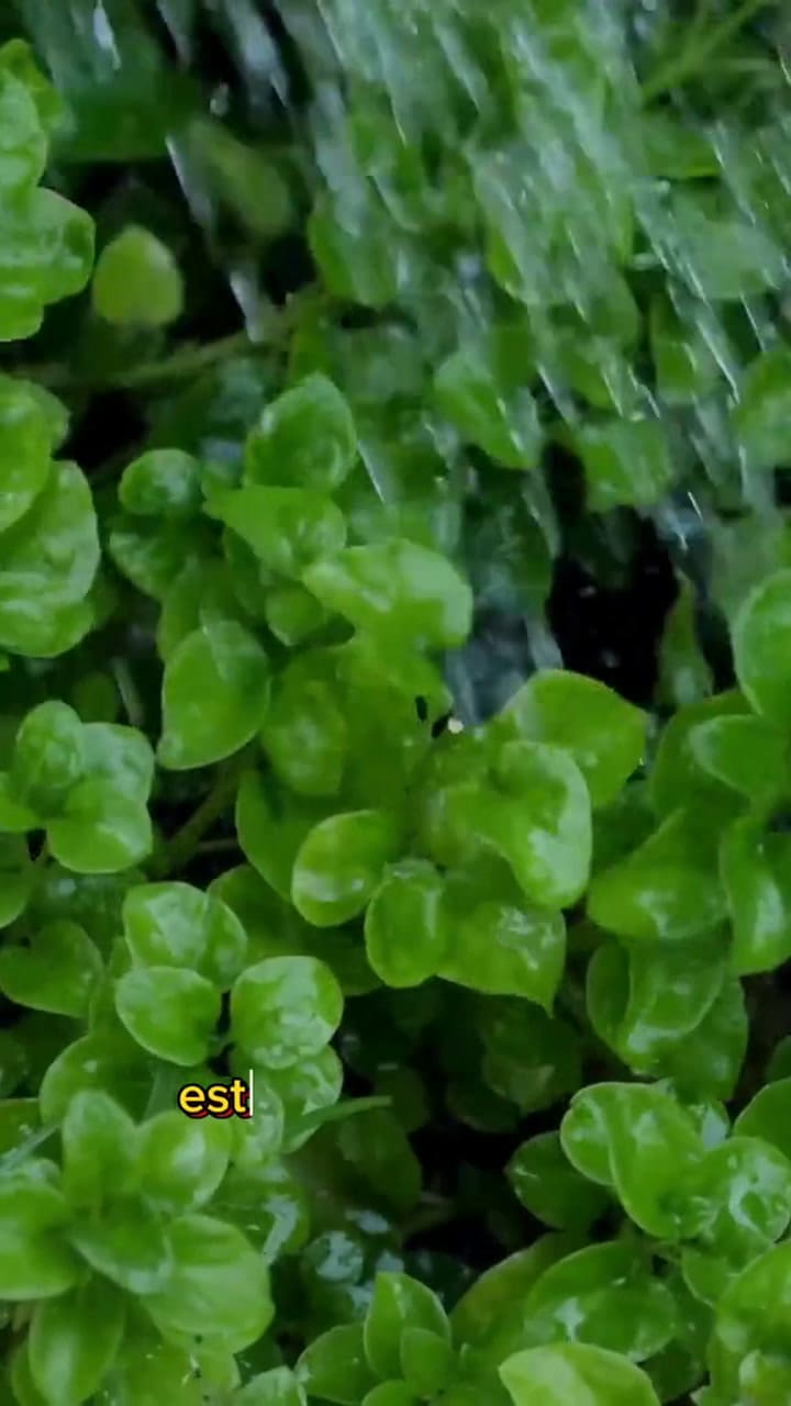 Los grandes beneficios del berro para la salud