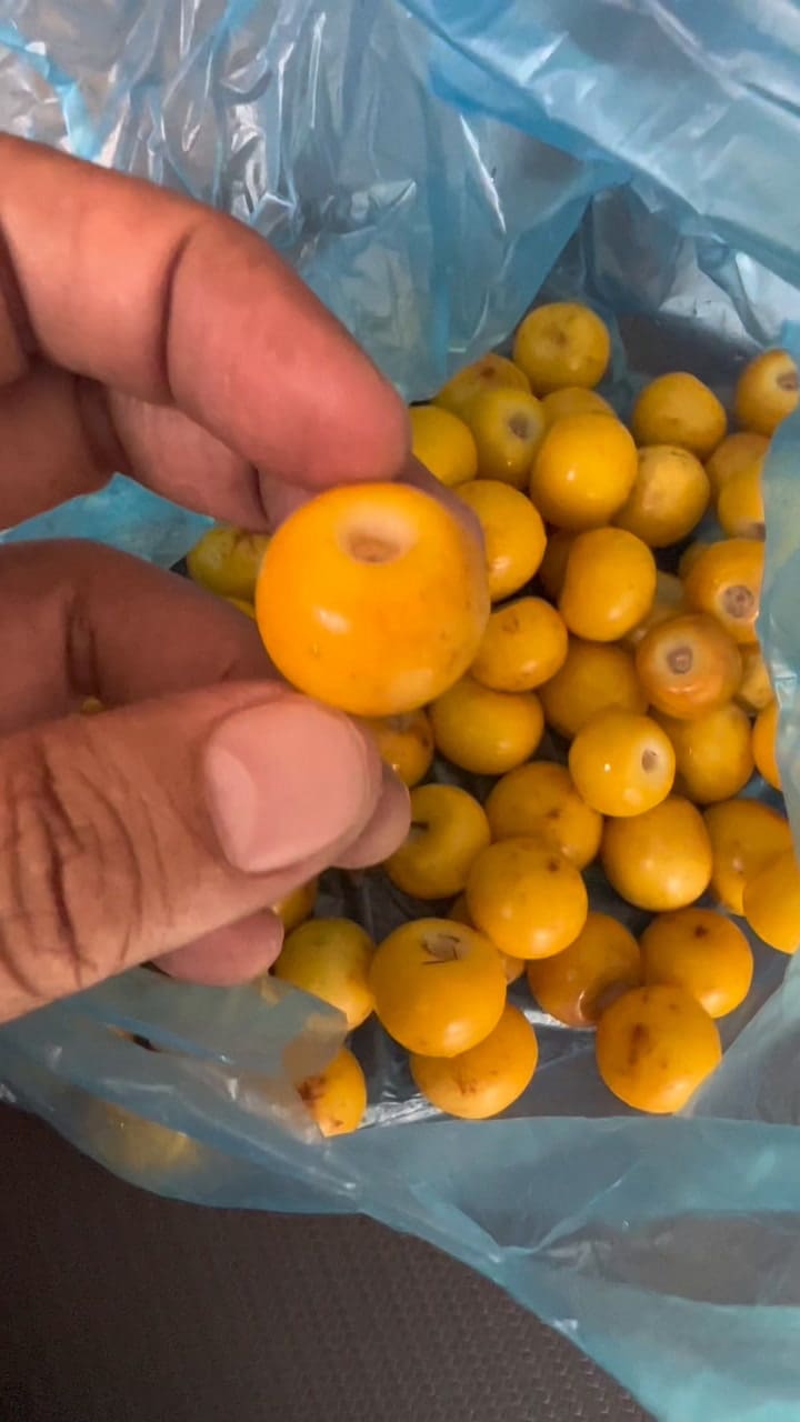 Conocen Las Changungas O Los Nanches #Changungas #Nanches #Fruta