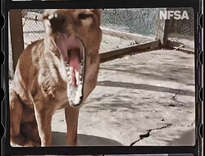 El último tigre de Tasmania, recreado a todo color