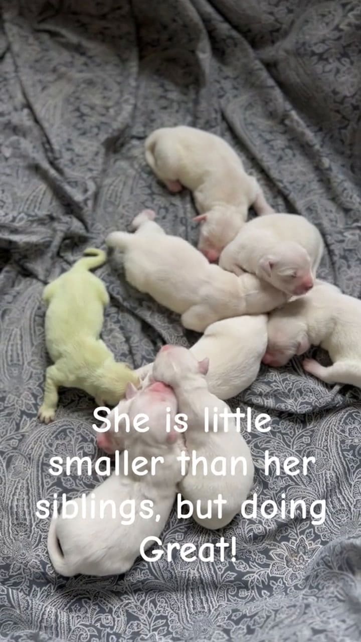 Shamrock, el perrito que nació verde