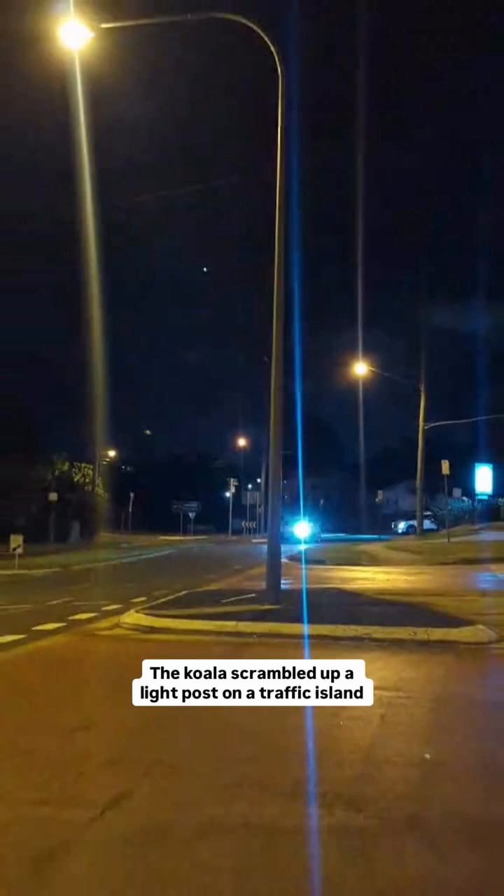 La insólita historia de un koala en Australia