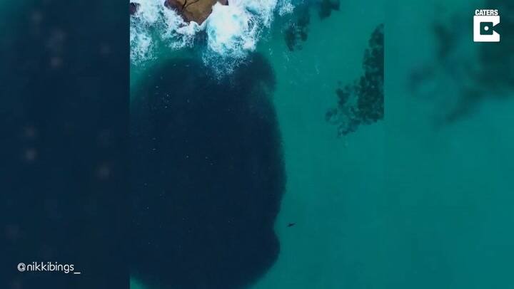 El hipnotizante momento en que una foca intenta cazar en las aguas de Australia