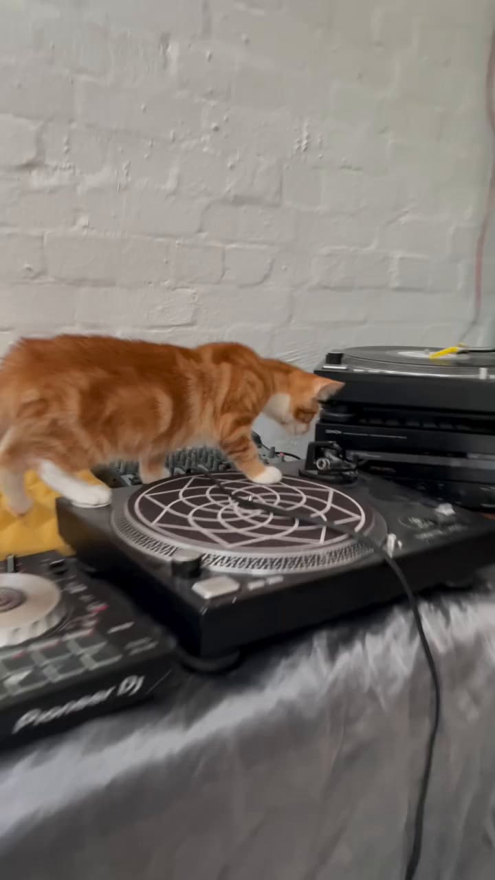 Los gatitos de Lara en su casa en Londres