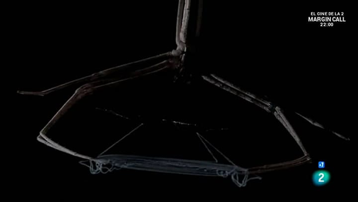 Cómo es la técnica de caza de la araña cara de ogro - Fuente: YouTube