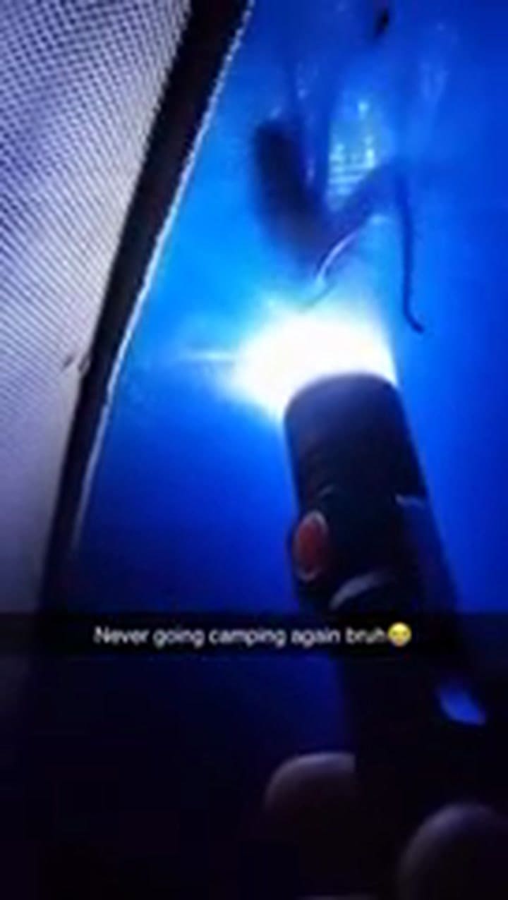 Se Fueron De Campamento, Escucharon Un Ruido En La Carpa Y Casi Se Mueren Del Susto Tn