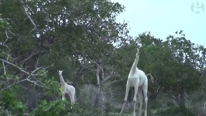 Dos jirafas blancas, únicas, fueron vistas en kenia