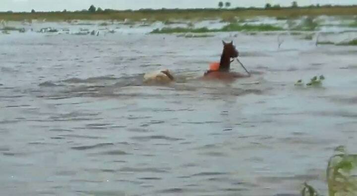 Movimiento de ganado en plena inundación en Las Garzas, Santa Fe