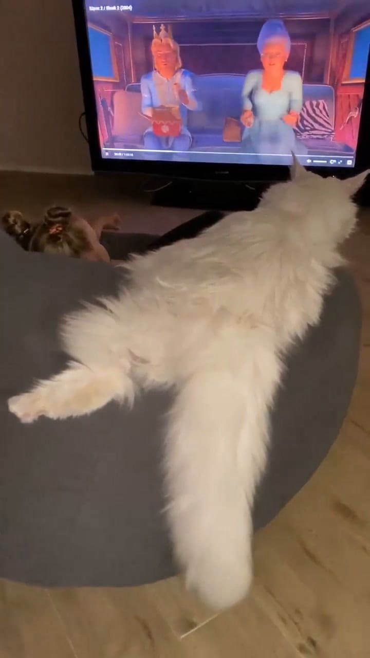 Asegura que vive con el gato más grande del mundo y causó furor en las redes